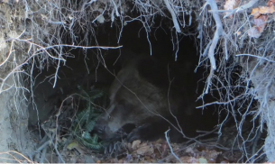 Някои от мечките в парка в Белица вече заспаха зимен сън