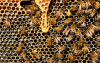 Пчелите различават четни от нечетни числа